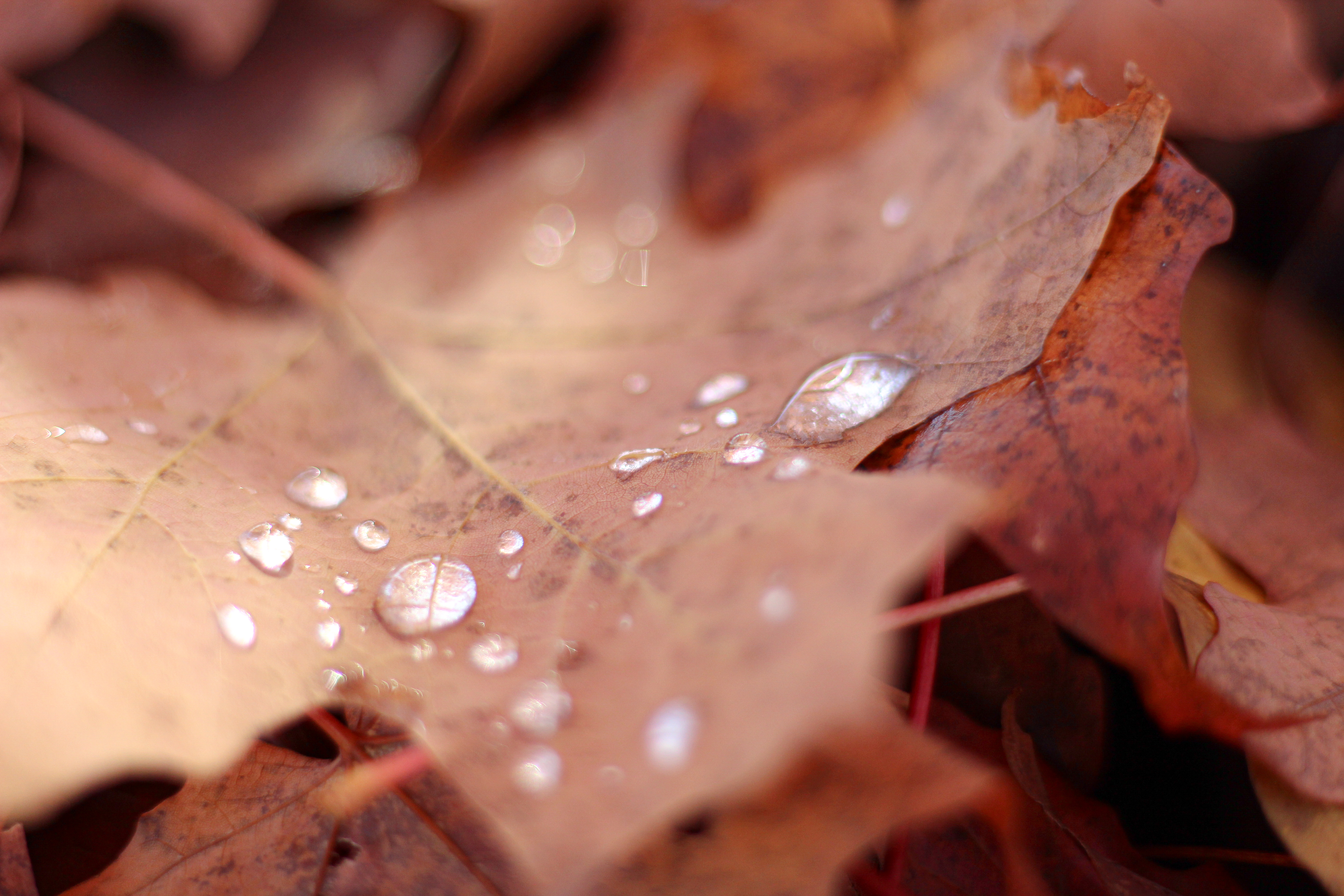Dew Drop in Autumn