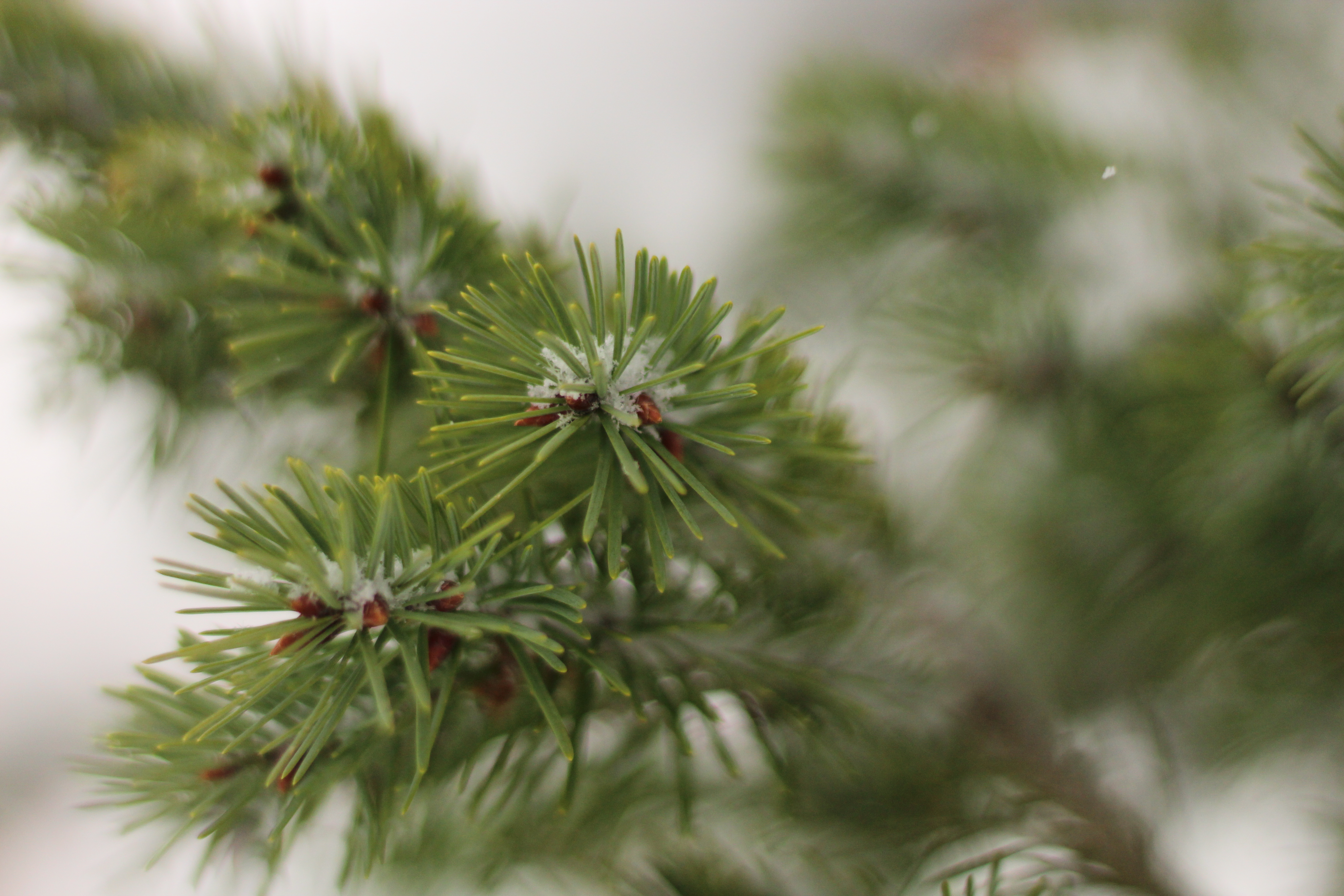 Winter Pine