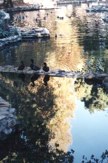 Morning reflections