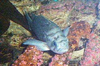 Bass
