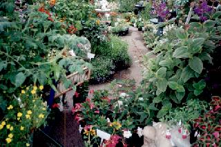 Hollyhock Gardens