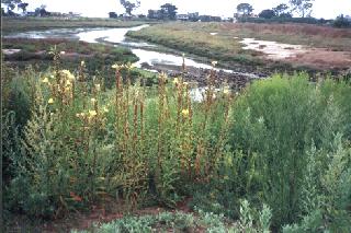 The salt marsh