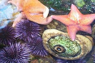 Colorful creatures