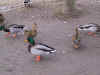 it seems that the best pictures I can shoot are of duck...