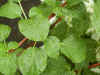 ......................"After the rain" 