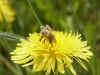 this is a rather interesting picture... I took it as a macro. Frankly speaking what  I see it on the screen now in reduced size and resolution really sucks the life out of it... the orignal at  1600 x 1200 or the printed version of this pictue is very real indeed