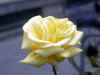 hmm... what should I write as a description for this one ? well I guess .. " a rose is a  rose" is the best that I can come up with