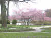A tree with some pretty pink flowers..