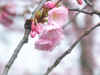 close up of the flowers