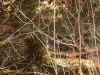 The small stream.... a closer view
