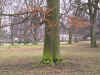 a tree at around the begining of the end of winter