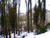 woods3.jpg (197015 bytes)