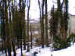 woods3.jpg (197015 bytes)