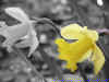 An edited image... I usually dont edit the images, but this is the first time I played around with them in photoshop... still they look quite good 