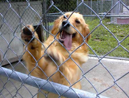 Dogs5