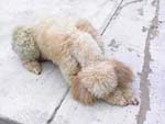 DOGPRAYING