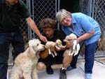 Dogs2