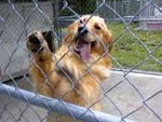 Dogs5