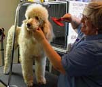 GROOMING2