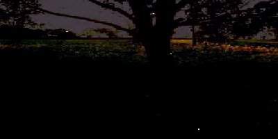 FIREFLIES