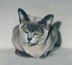 Nandabayin Gabor