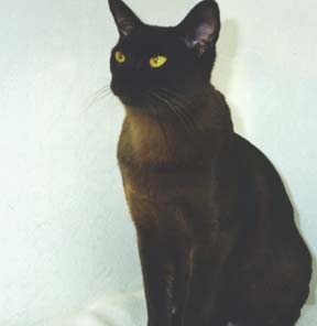 Int Ch Wendele Frangipani