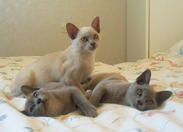 Burmese Kittens