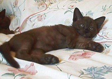kitten