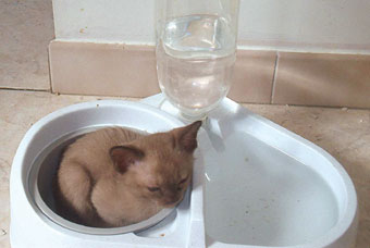 Kitten