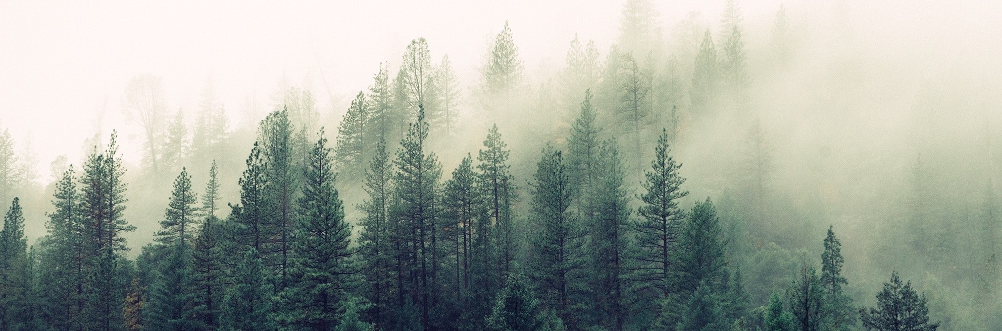 fog