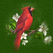 Cardinal