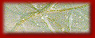 Back to Main Christmas Index