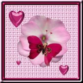 Island Princess adopted the butterfly 4 me