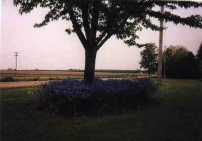 plantpictures/bachelorbutton.gif