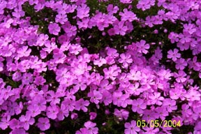 plantpictures/creepingphlox491.jpg