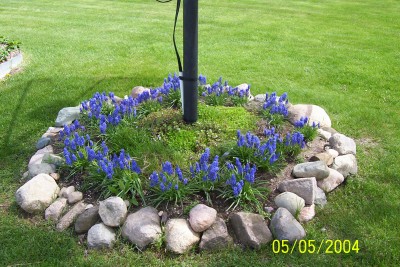 plantpictures/grapehyacinths.jpg