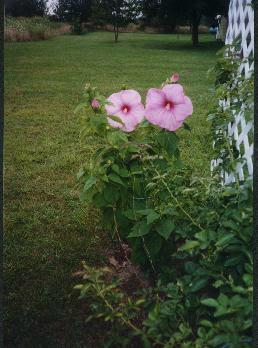 plantpictures/hhybiscus.jpg