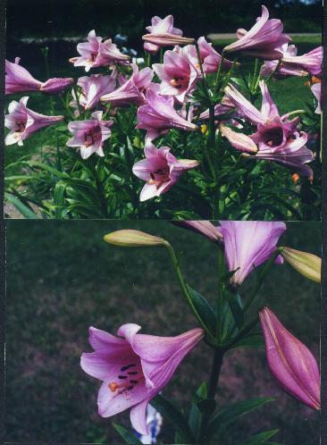 plantpictures/lillies1.jpg