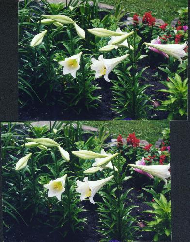 plantpictures/lillies2.jpg