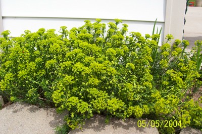 plantpictures/scourge495.jpg