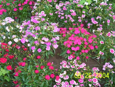 plantpictures/sweetwilliam.jpg