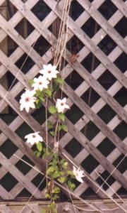 plantpictures/whiteclematis.jpg