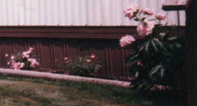 plantpictures/wtermelonice.gif