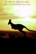 hopping off into the sunset