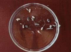 petrienemigos.jpg (45208 bytes)