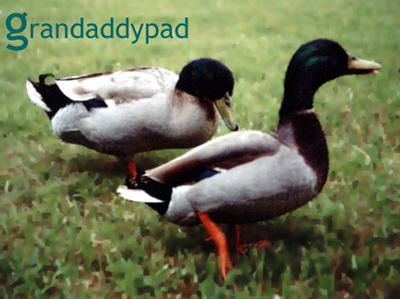 Welcome to Grandaddypad