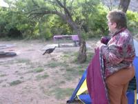 Wild turkeys stalking Jane