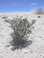 A hardy desert plant