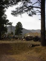 Pine trees near Flagstaff AZ