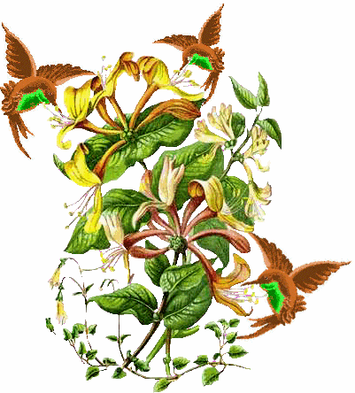 Hummingbirds & Honeysuckle